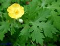Celandine Poppy
